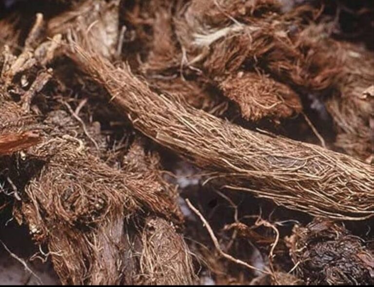 Yatamansi: calma antigua en una taza fría